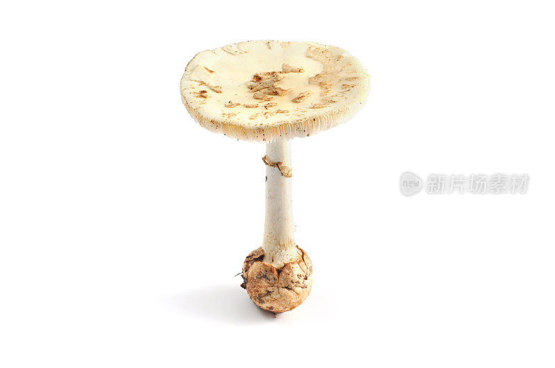 Gelbe knollenblabusiness pilz (Amanita citrina) -香水死亡标签Amanita